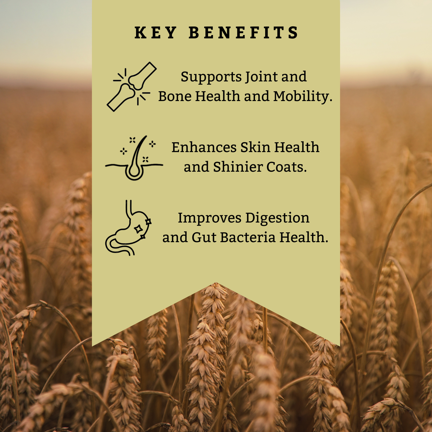 Chicken Bone Broth Powder!